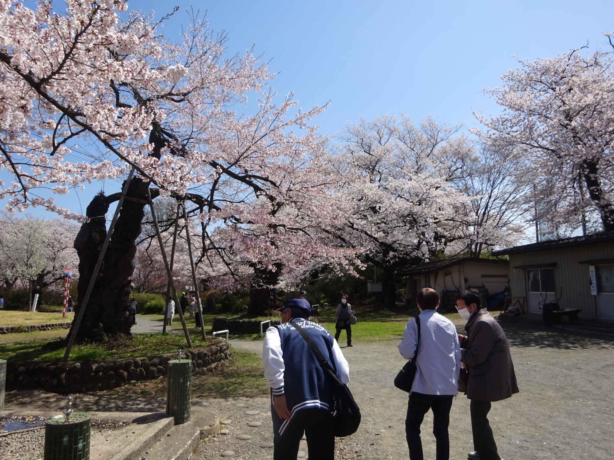 施設の庭園で桜の花見を楽しむ入居者と職員の様子