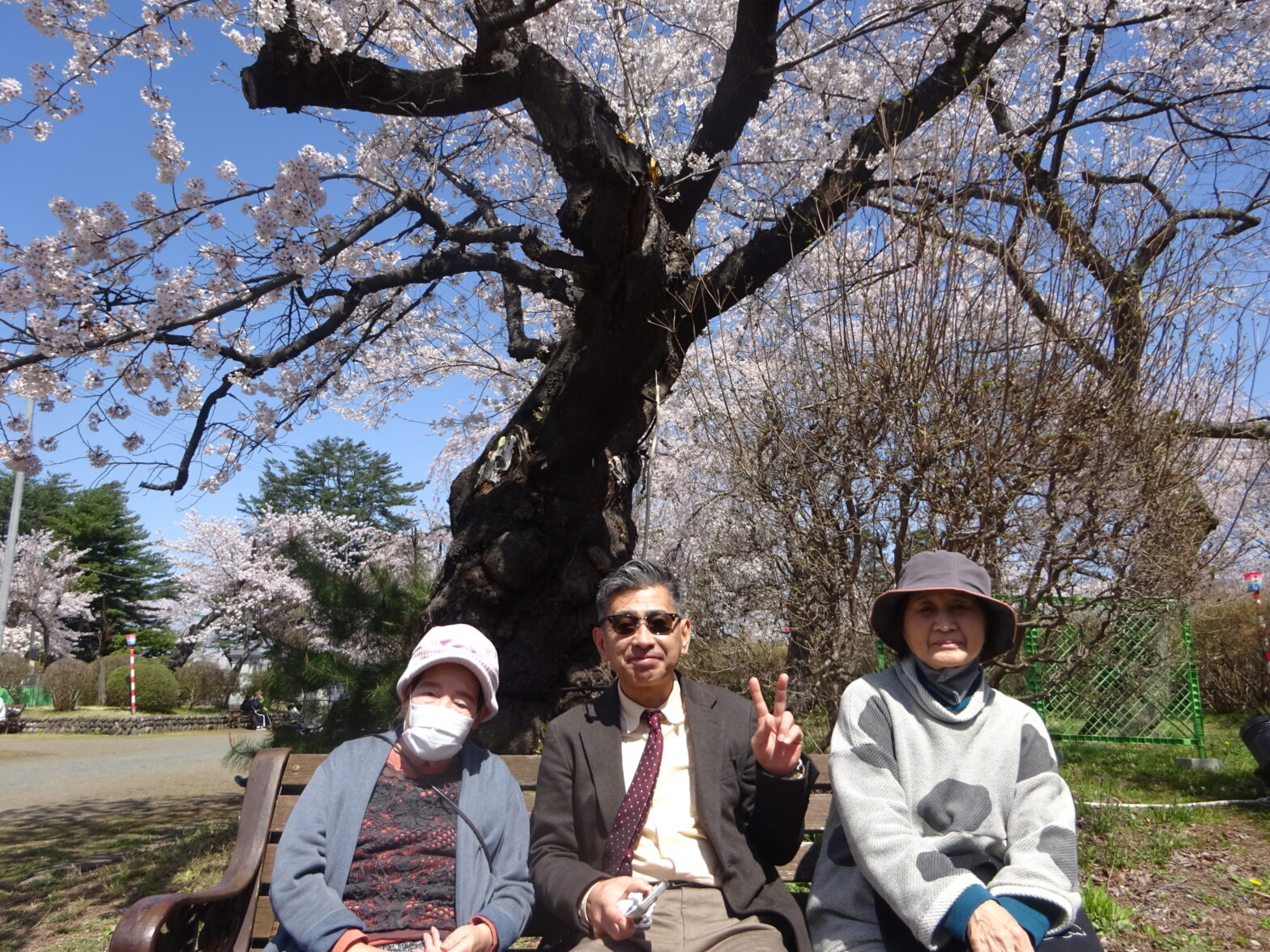 桜の大木の下で写る入居者と職員の春の外出風景
